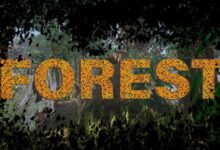 Forest Free Download alphagames4u